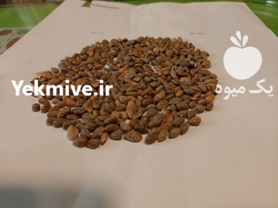 بذر درخت کاج مشهد در گروه خرید و فروش انواع بذر در یکمیوه -عکس2