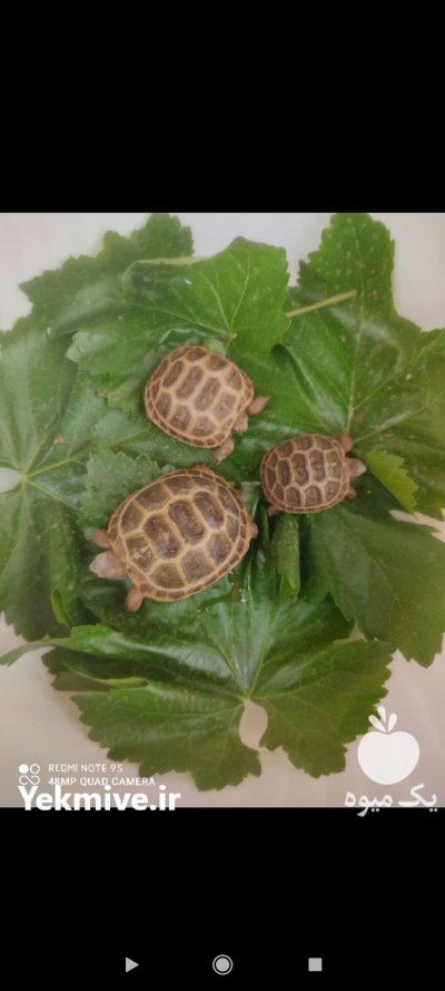 فروش لاک پشت خاکی کوچک نیشابور در خراسان رضوی در گروه حیوانات خانگی در یکمیوه -عکس1