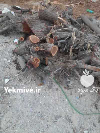 فروش چوب کهور و اکالیبتوس در بوشهر در گروه خرید و فروش چوب درخت در یکمیوه -عکس1
