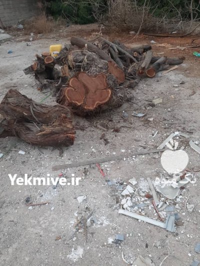 فروش چوب کهور و اکالیبتوس در بوشهر در گروه خرید و فروش چوب درخت در یکمیوه -عکس2