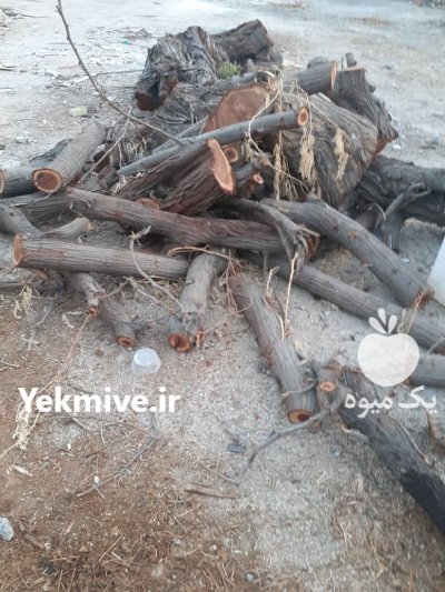 فروش چوب کهور و اکالیبتوس در بوشهر در گروه خرید و فروش چوب درخت در یکمیوه -عکس3