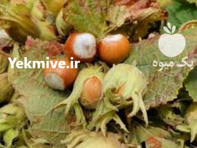 فروش فندق در ساری در گروه خرید و فروش فندق در یکمیوه -عکس1