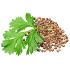 بذر گشنیز فله در کرج در گروه خرید و فروش بذر سبزی در یکمیوه