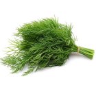 بذر شوید بذر شوید فله در گروه خرید و فروش بذر سبزی در یکمیوه