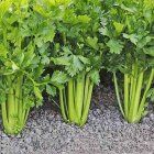 بذر سبزیجات بذر کرفس فله در کرج در گروه خرید و فروش بذر سبزی در یکمیوه