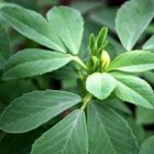 بذر شنبلیله فله در کرج در گروه خرید و فروش بذر سبزی در یکمیوه