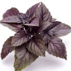 بذر ریحان قرمز فله در کرج در گروه خرید و فروش بذر سبزی در یکمیوه