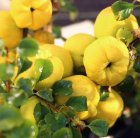 بذر میوه بذر درخت در کرج در گروه خرید و فروش بذر میوه در یکمیوه