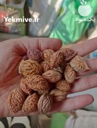 بذر میوه بذر درخت هلو در گروه خرید و فروش بذر میوه در یکمیوه
