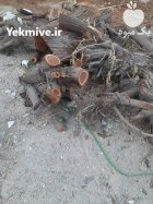 فروش چوب کهور و اکالیبتوس در بوشهر