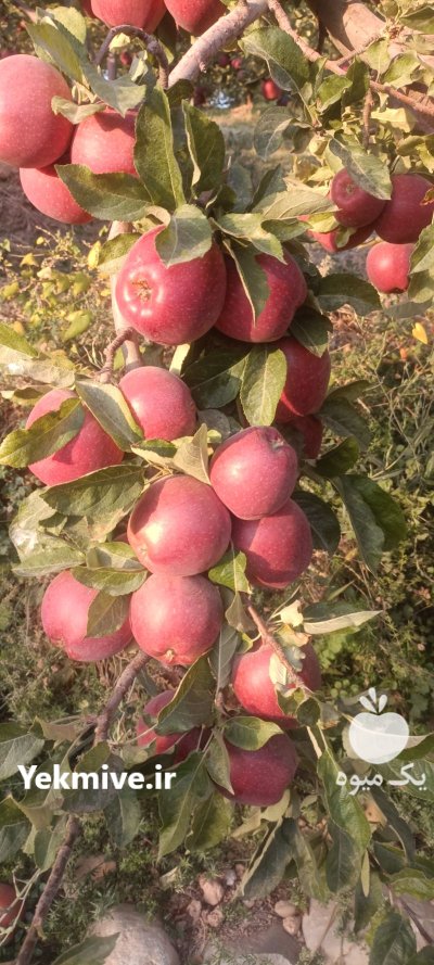 سیب سفید سیب درختی در سمیرم در گروه خرید و فروش سیب در یکمیوه -عکس1