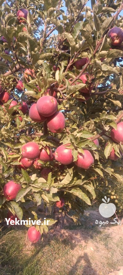 سیب سفید سیب درختی در سمیرم در گروه خرید و فروش سیب در یکمیوه -عکس2