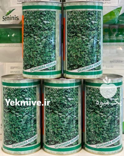 بذر شبدر زینتی دایکوندرا ایتالیا در گروه خرید و فروش بذر چمن در یکمیوه -عکس1