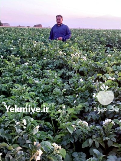 خرید فروش سیب زمینی خوراکی و بذری در اردبیل در گروه خرید و فروش سیب زمینی در یکمیوه -عکس1