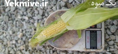 فروش بلال اکسنت چوییت درجه دوم در اصفهان در گروه خرید و فروش ذرت در یکمیوه -عکس1