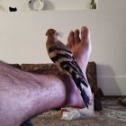 آگهی مشابه هدهد شانه به سر در قم در گروه خرید و فروش انواع پرنده در یکمیوه