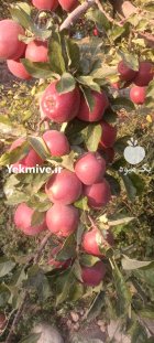 سیب سفید سیب درختی در سمیرم در گروه خرید و فروش سیب در یکمیوه