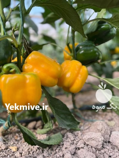 بذر فلفل دلمه زرد HZ 9920 اسپانیا در گروه خرید و فروش بذر فلفل در یکمیوه -عکس2