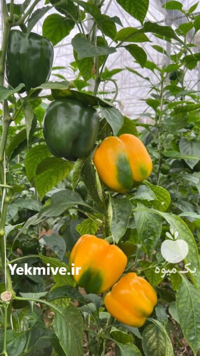 بذر فلفل دلمه زرد HZ 9920 اسپانیا در گروه خرید و فروش بذر فلفل در یکمیوه -عکس3