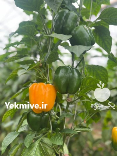 بذر فلفل دلمه زرد HZ 9920 اسپانیا در گروه خرید و فروش بذر فلفل در یکمیوه -عکس4