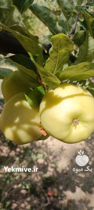 سیب سفید سیب درختی در سمیرم در گروه خرید و فروش سیب در یکمیوه -عکس3