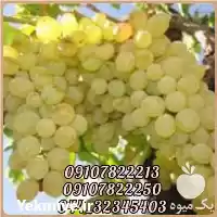 فروش عمده نهال انگور خلیلی در تهران در گروه خرید و فروش نهال انگور در یکمیوه
