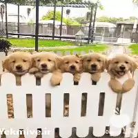 آگهی مشابه فروش سگهای گلدن رتریور در کشور در گروه سگ و گربه در یکمیوه