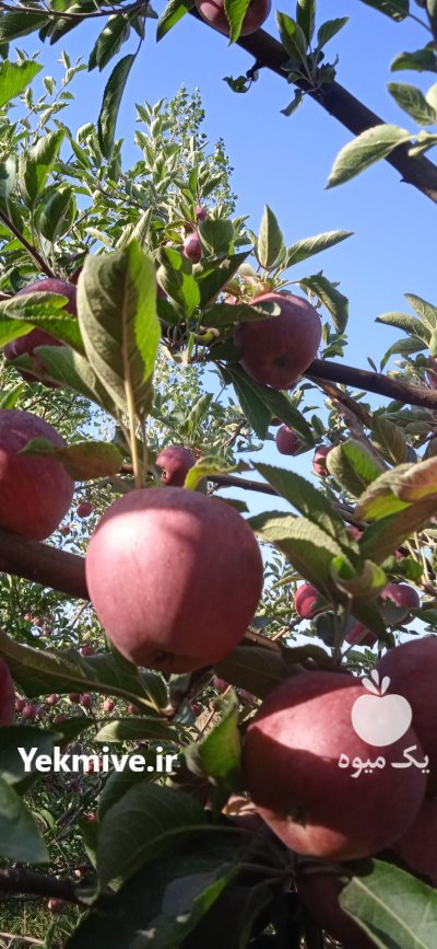 فروش سیب زرد و قرمز اورگانیک شهرستان در گروه خرید و فروش سیب در یکمیوه -عکس1
