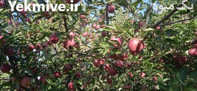 فروش سیب زرد و قرمز اورگانیک شهرستان در گروه خرید و فروش سیب در یکمیوه -عکس2