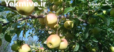 فروش سیب زرد و قرمز اورگانیک شهرستان در گروه خرید و فروش سیب در یکمیوه -عکس3