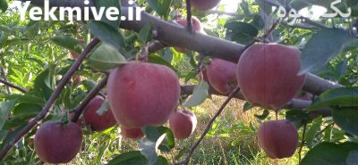 فروش سیب زرد و قرمز اورگانیک شهرستان در گروه خرید و فروش سیب در یکمیوه -عکس4