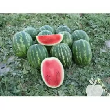 فروش بذر هندوانه دومارا نانهمز در اهواز در گروه خرید و فروش بذر هندوانه در یکمیوه -عکس1