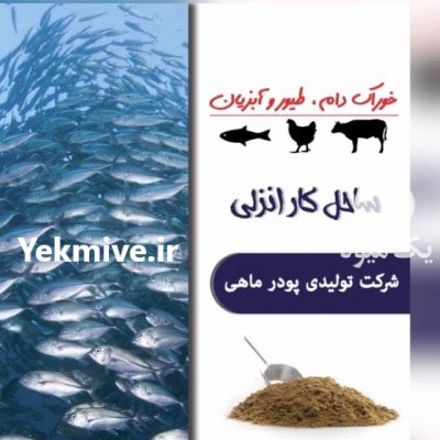 پودر ماهی در بندرانزلی در گیلان در گروه خوراک دام و طیور در یکمیوه -عکس1
