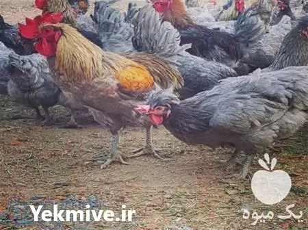 فروش جوجه مرغ آیسبار یک روزه در تهران در گروه مرغ و خروس و بوقلمون و اردک قو قاز در یکمیوه -عکس1