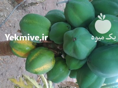 پاپایا ردلیدی گلخانه ای در گروه خرید و فروش میوه استوایی در یکمیوه -عکس1