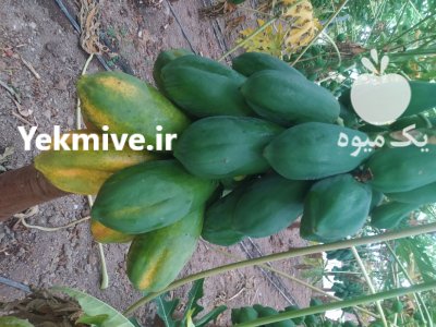 پاپایا ردلیدی گلخانه ای در گروه خرید و فروش میوه استوایی در یکمیوه -عکس2