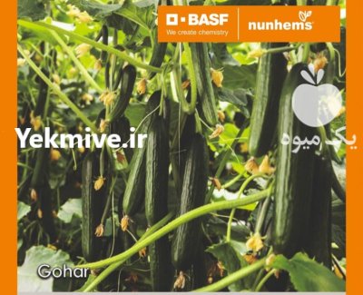 بذر خیار گلخانه ای پرگل گوهر در گروه خرید و فروش بذر خیار در یکمیوه -عکس1