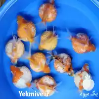 فروش انواع ماهی زینتی گلدفیش نژاد در قزوین در گروه خرید و فروش انواع ماهی در یکمیوه