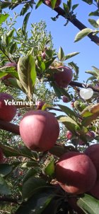 فروش سیب زرد و قرمز اورگانیک شهرستان در گروه خرید و فروش سیب در یکمیوه