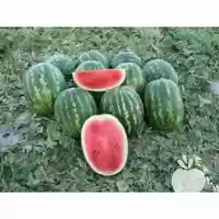 فروش بذر هندوانه دومارا نانهمز در اهواز در گروه خرید و فروش بذر هندوانه در یکمیوه