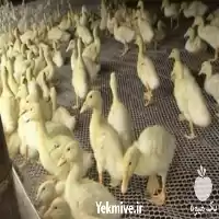 قیمت خرید جوجه اردک یک روزه در گروه مرغ و خروس و بوقلمون و اردک قو قاز در یکمیوه