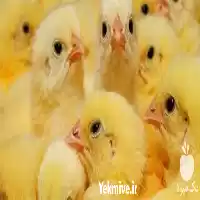 فروش جوجه جهادی با کیفیت بالا در اصفهان در گروه مرغ و خروس و بوقلمون و اردک قو قاز در یکمیوه
