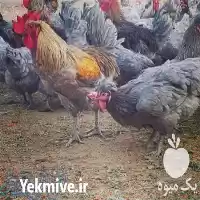 فروش جوجه مرغ آیسبار یک روزه در تهران در گروه مرغ و خروس و بوقلمون و اردک قو قاز در یکمیوه