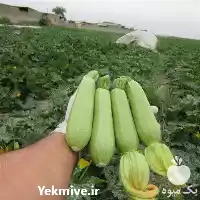 فروش کدو خورشتی النا در بوشهر در گروه خرید و فروش کدو در یکمیوه