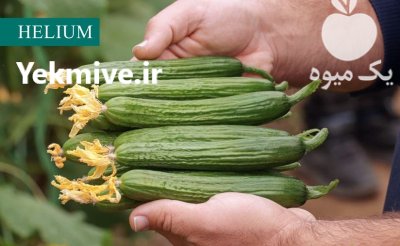 بذر خیار هیبرید هلیوم گلخانه ای در کرج در گروه خرید و فروش بذر خیار در یکمیوه -عکس2