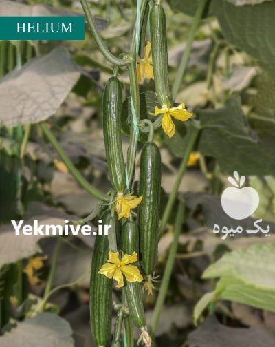 بذر خیار هیبرید هلیوم گلخانه ای در کرج در گروه خرید و فروش بذر خیار در یکمیوه -عکس3