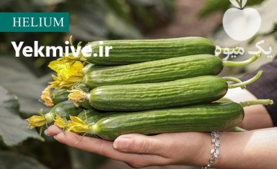 بذر خیار هیبرید هلیوم گلخانه ای در کرج در گروه خرید و فروش بذر خیار در یکمیوه -عکس4