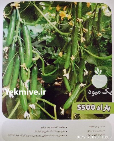 بذر هیبریدخیار باراد S 500 اسپانیایی در کرج در گروه خرید و فروش بذر خیار در یکمیوه -عکس1