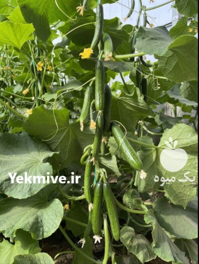 بذر هیبریدخیار باراد S 500 اسپانیایی در کرج در گروه خرید و فروش بذر خیار در یکمیوه -عکس2