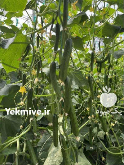 بذر هیبریدخیار باراد S 500 اسپانیایی در کرج در گروه خرید و فروش بذر خیار در یکمیوه -عکس3